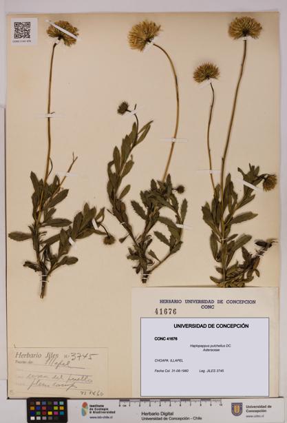 Haplopappus pulchellus [Espécimen: UDEC:CONC:0041676]