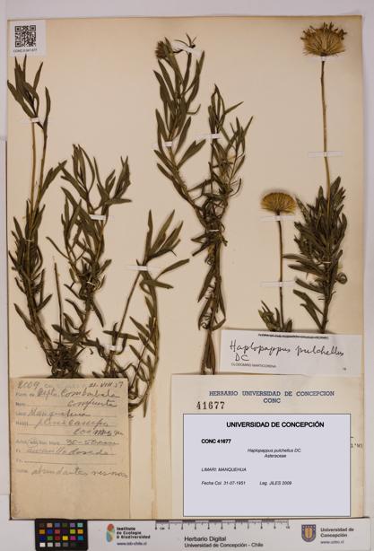 Haplopappus pulchellus [Espécimen: UDEC:CONC:0041677]