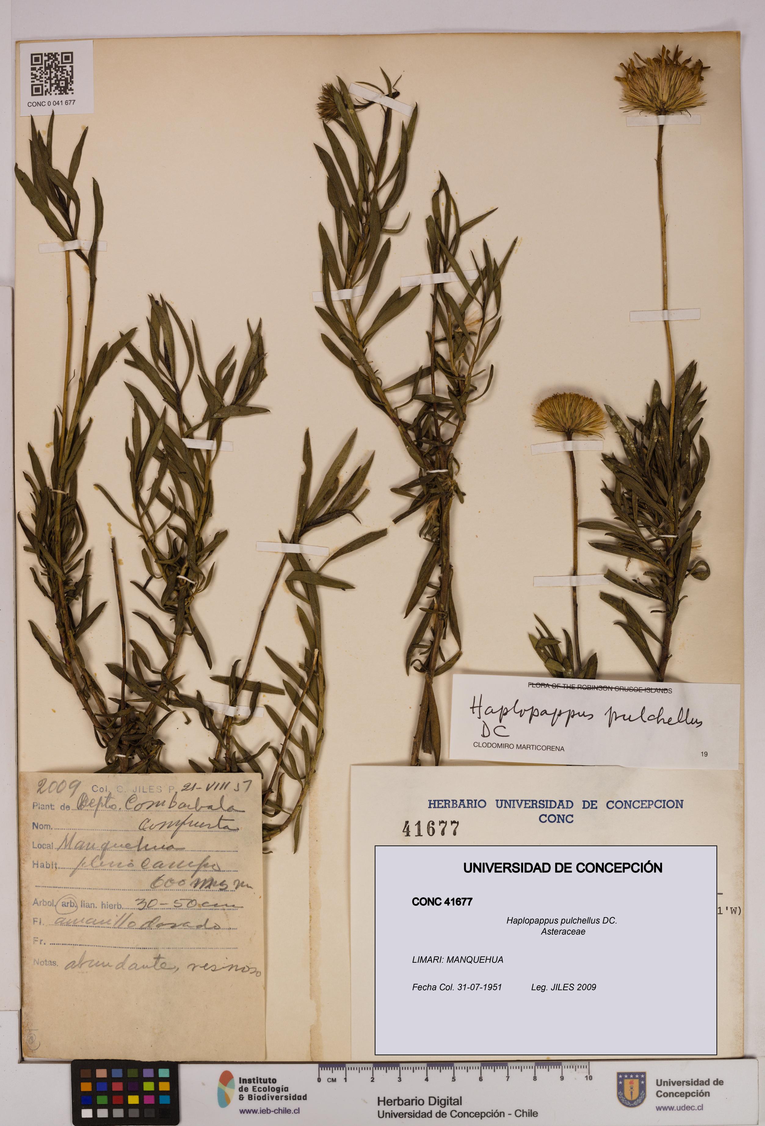 Haplopappus pulchellus [Espécimen: UDEC:CONC:0041677]