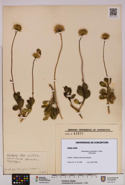 Haplopappus arbutoides [Espécimen: UDEC:CONC:0041678]