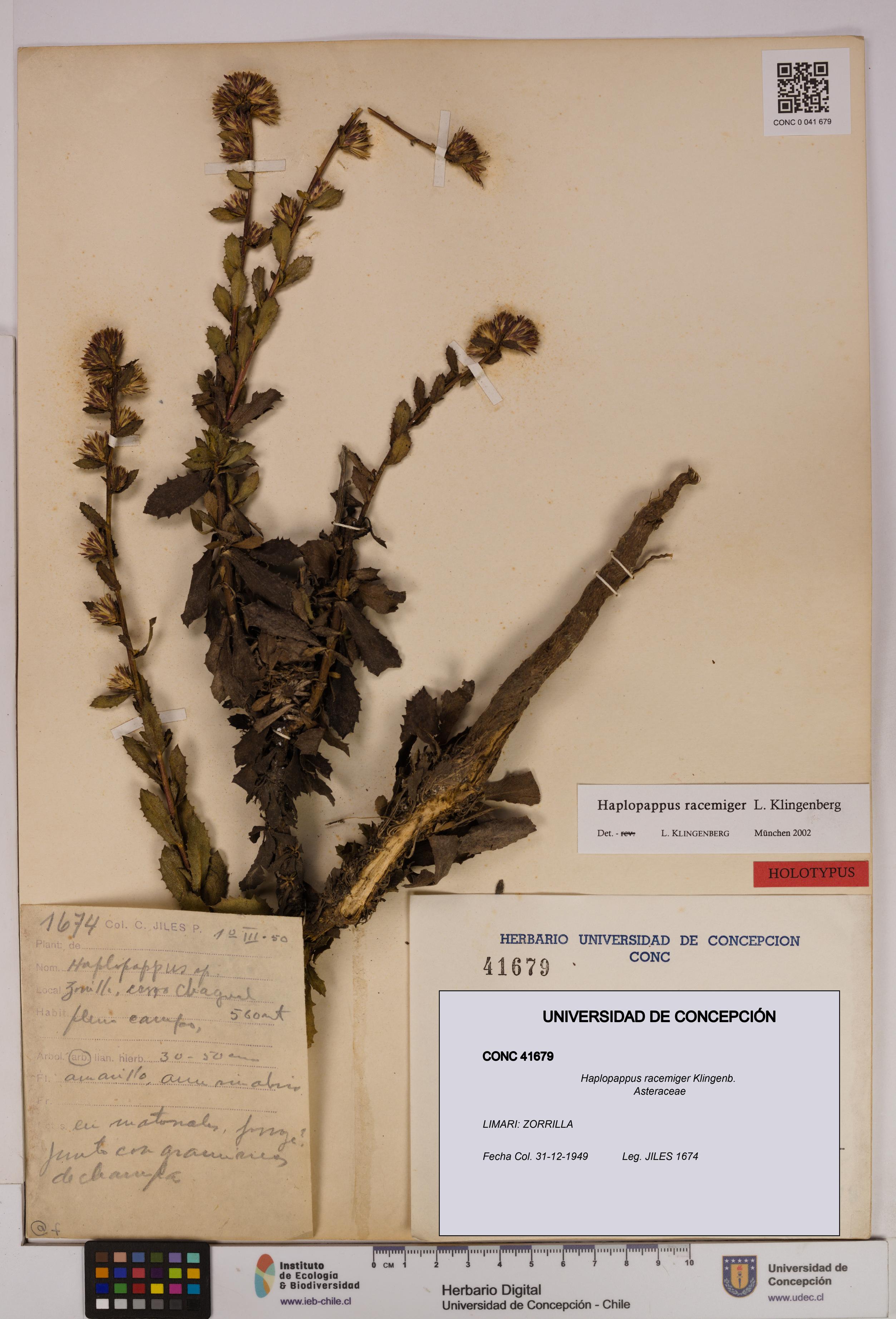 Haplopappus racemiger [Espécimen: UDEC:CONC:0041679]