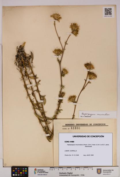 Haplopappus mucronatus [Espécimen: UDEC:CONC:0041680]
