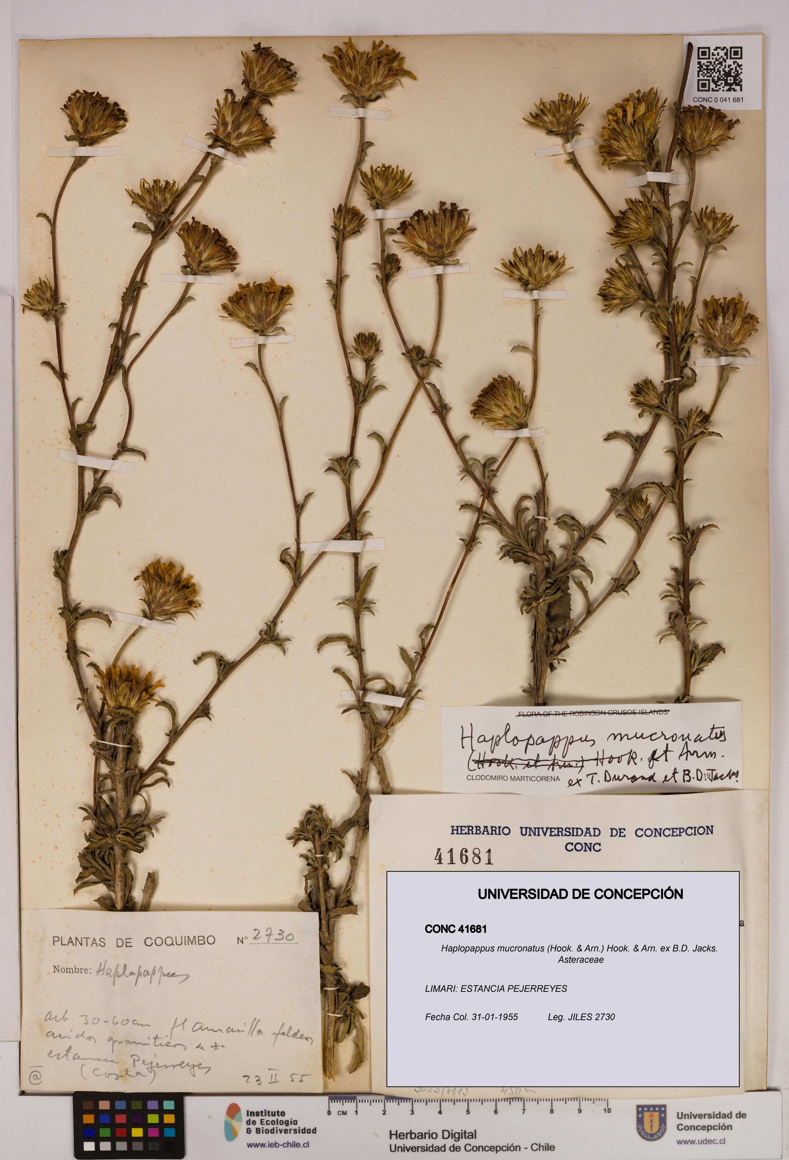 Haplopappus mucronatus [Espécimen: UDEC:CONC:0041681]