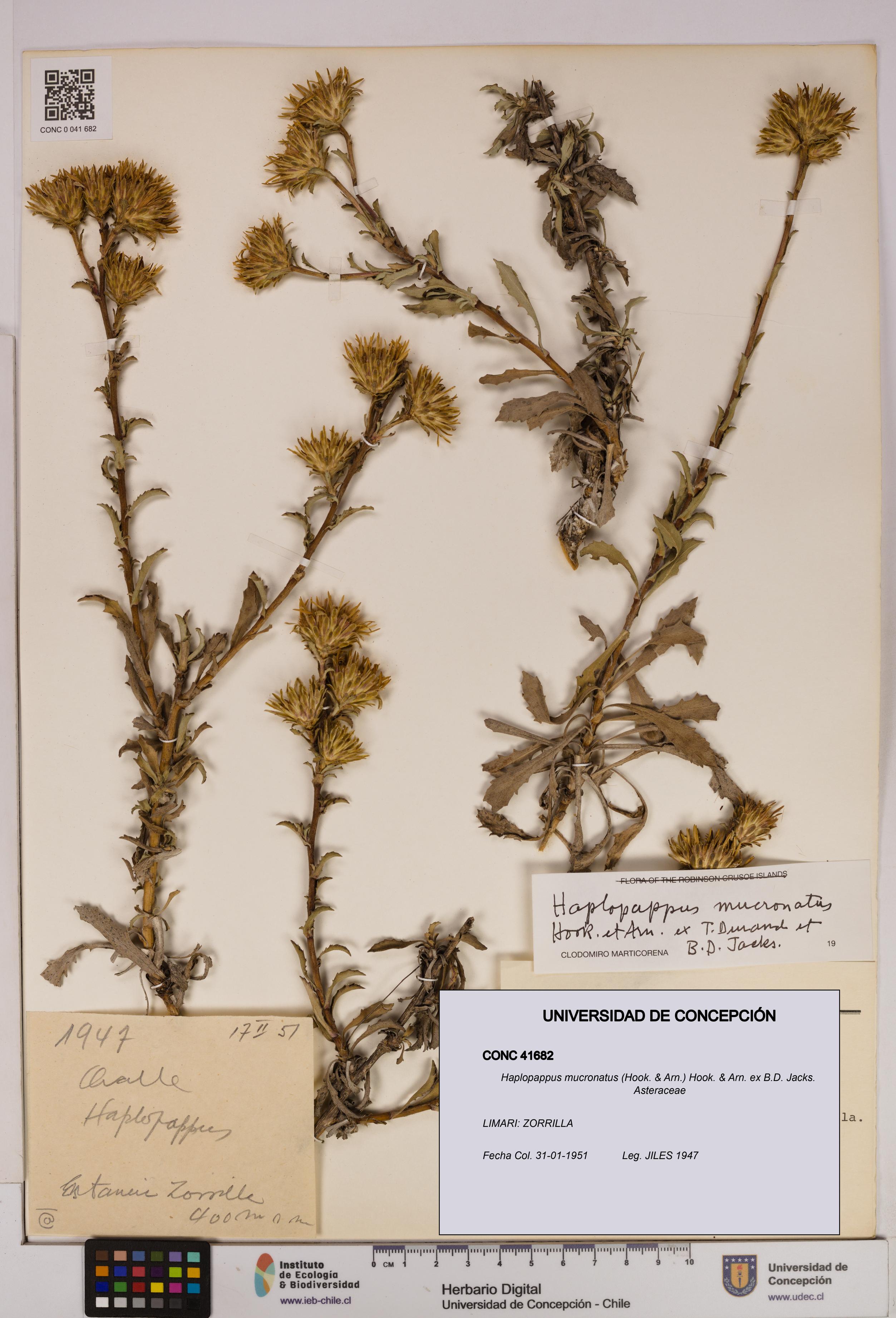Haplopappus mucronatus [Espécimen: UDEC:CONC:0041682]