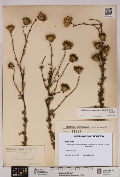 Haplopappus mucronatus [Espécimen: UDEC:CONC:0041683]