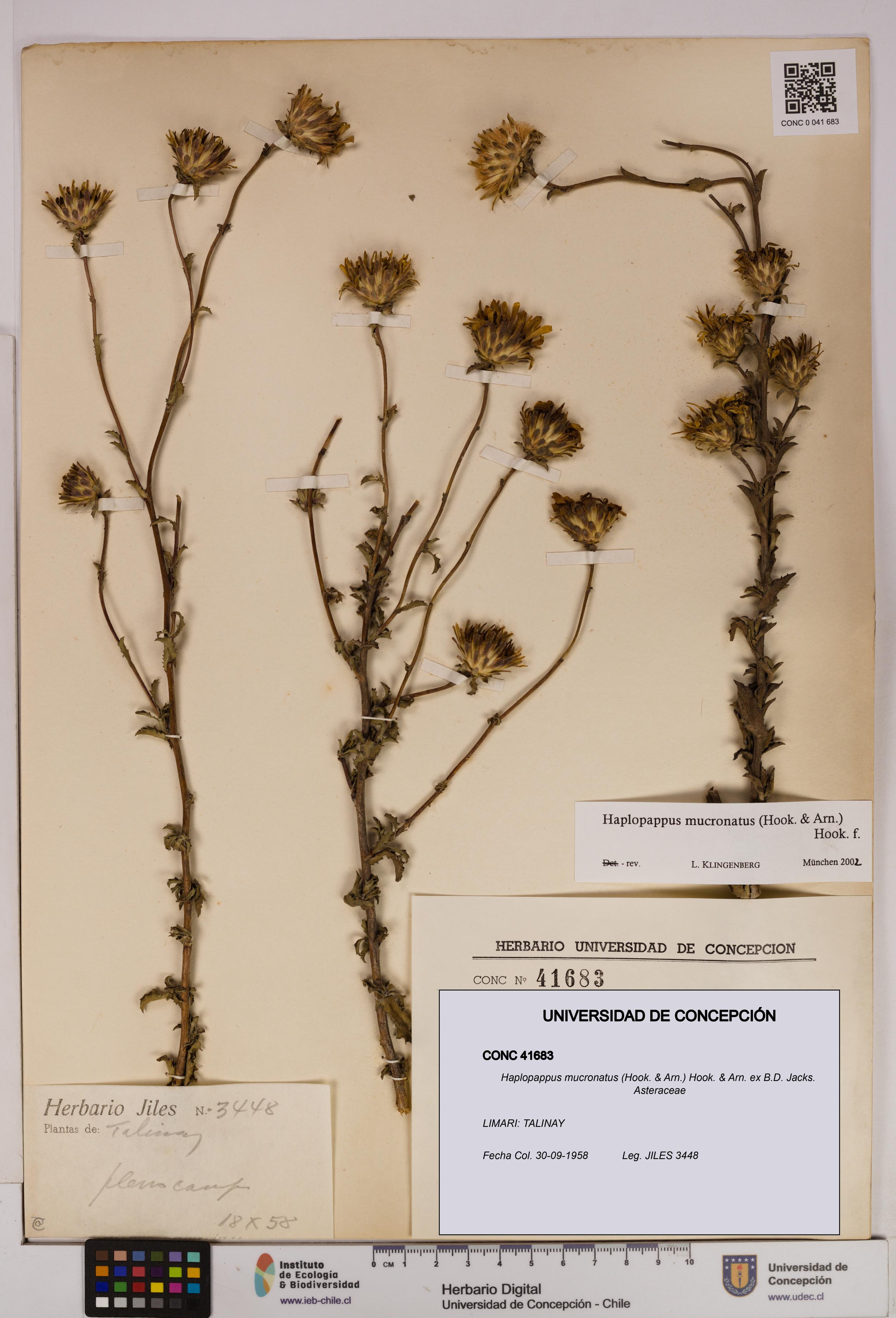 Haplopappus mucronatus [Espécimen: UDEC:CONC:0041683]
