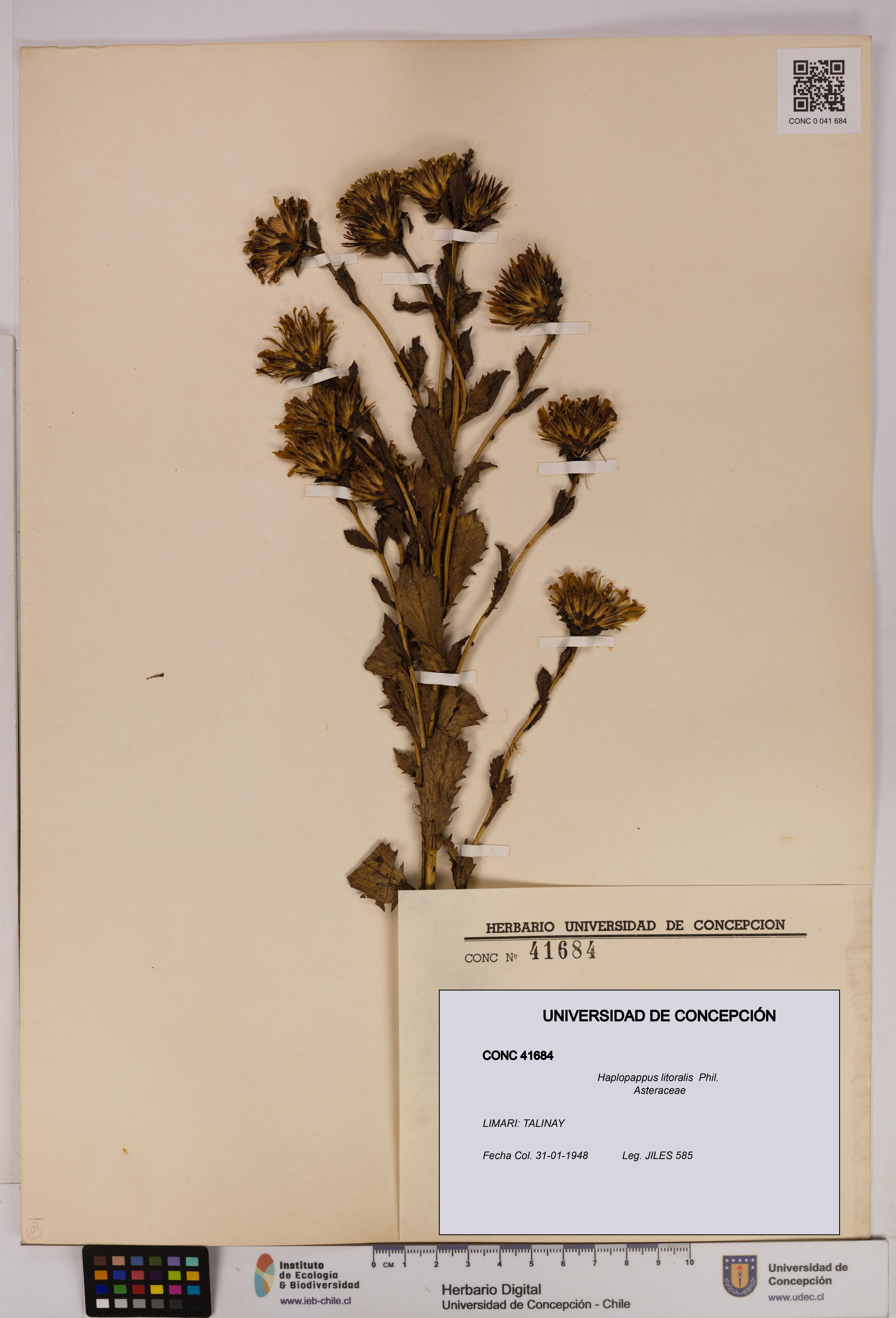 Haplopappus litoralis [Espécimen: UDEC:CONC:0041684]