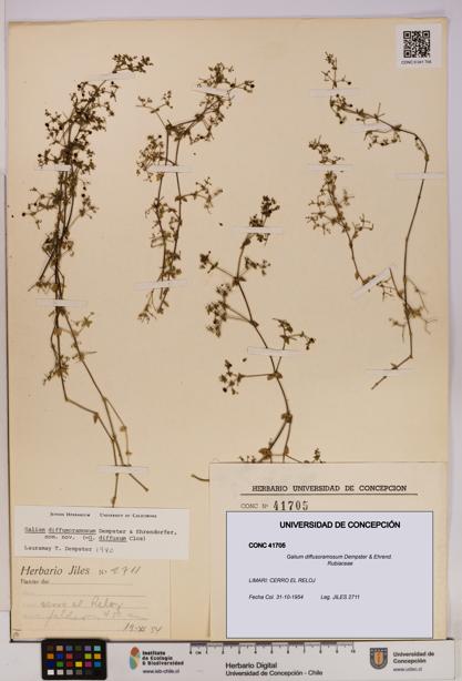 Galium diffusoramosum [Espécimen: UDEC:CONC:0041705]
