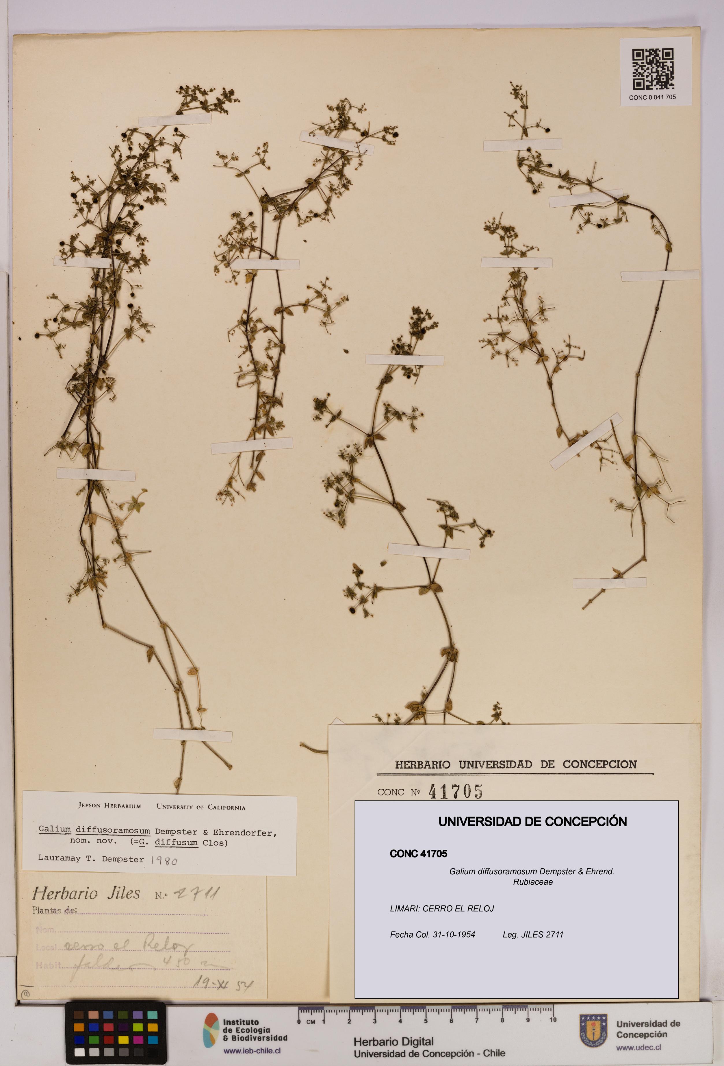 Galium diffusoramosum [Espécimen: UDEC:CONC:0041705]