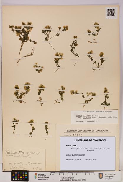 Galium gilliesii [Espécimen: UDEC:CONC:0041706]