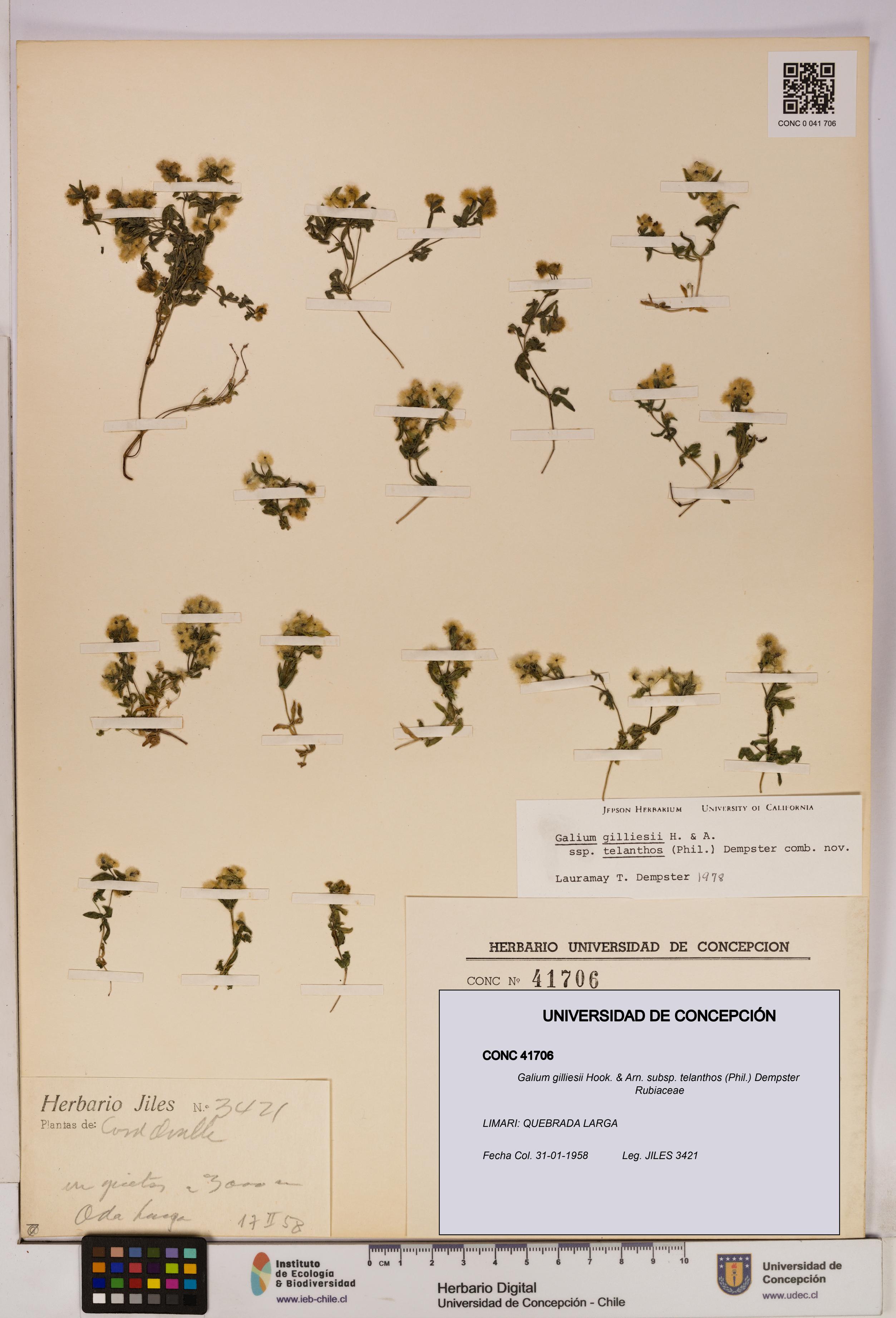 Galium gilliesii [Espécimen: UDEC:CONC:0041706]