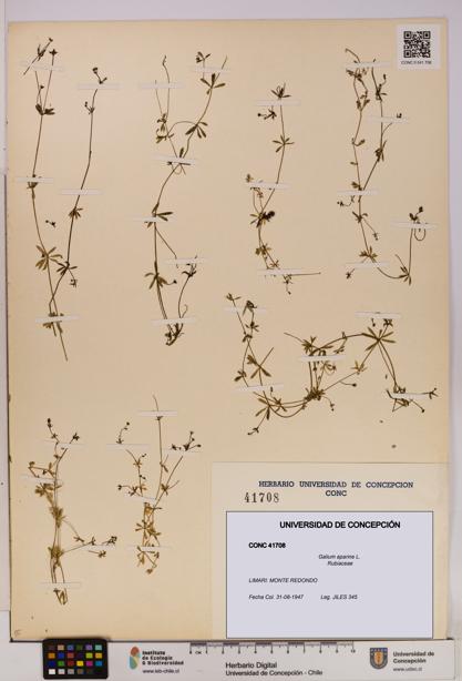 Galium aparine [Espécimen: UDEC:CONC:0041708]