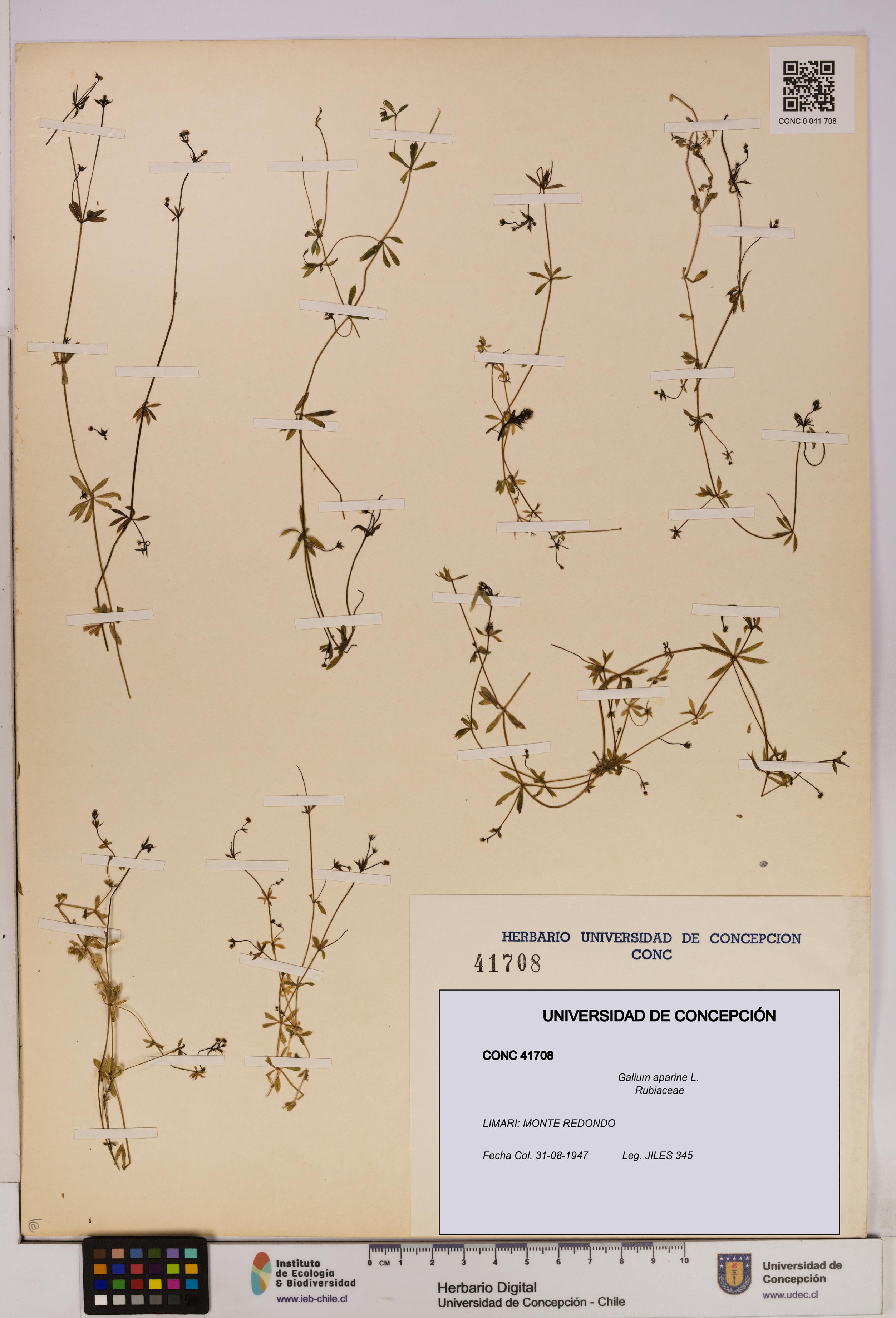 Galium aparine [Espécimen: UDEC:CONC:0041708]