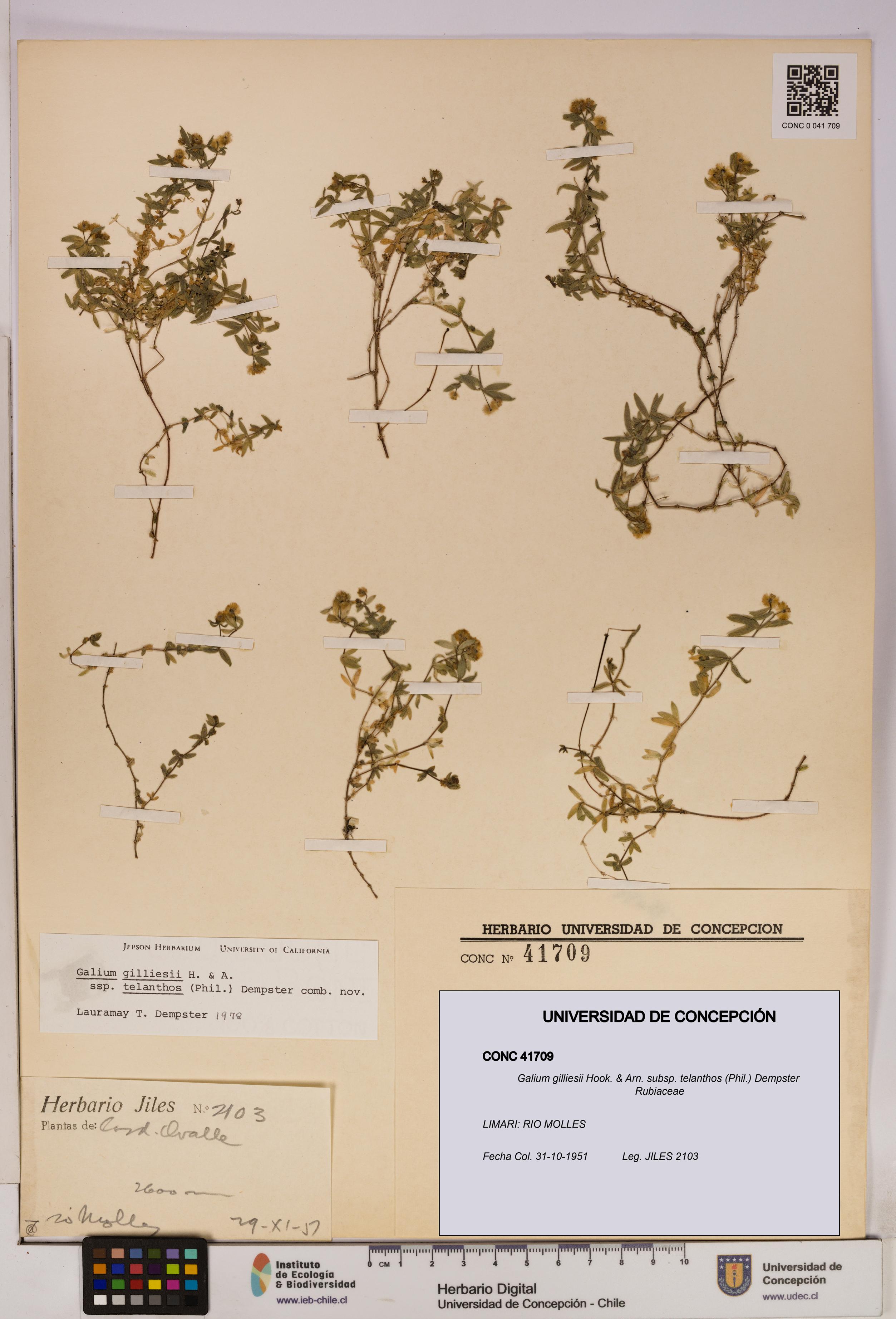 Galium gilliesii [Espécimen: UDEC:CONC:0041709]