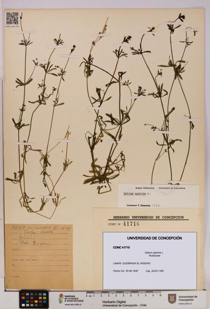 Galium aparine [Espécimen: UDEC:CONC:0041710]
