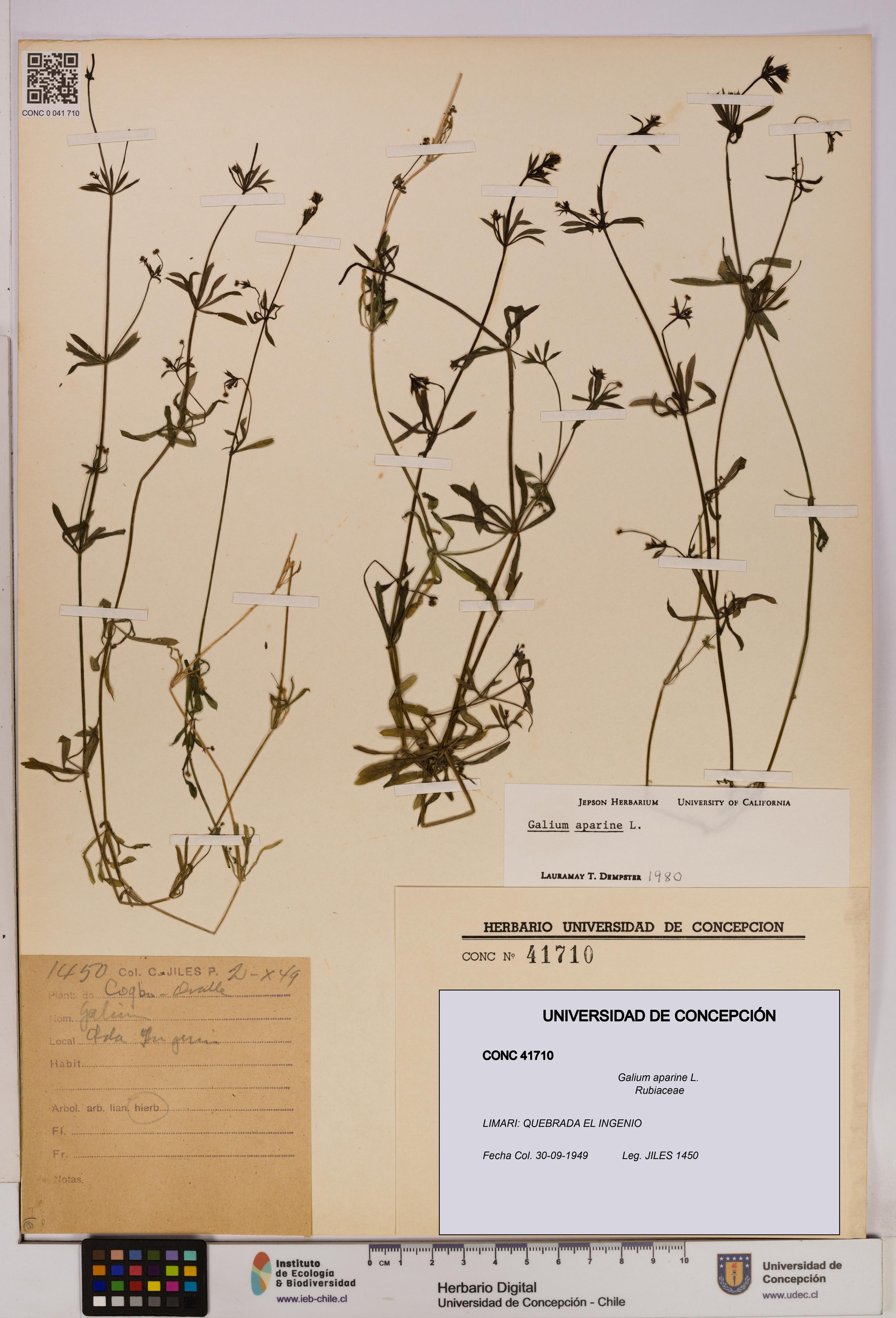 Galium aparine [Espécimen: UDEC:CONC:0041710]