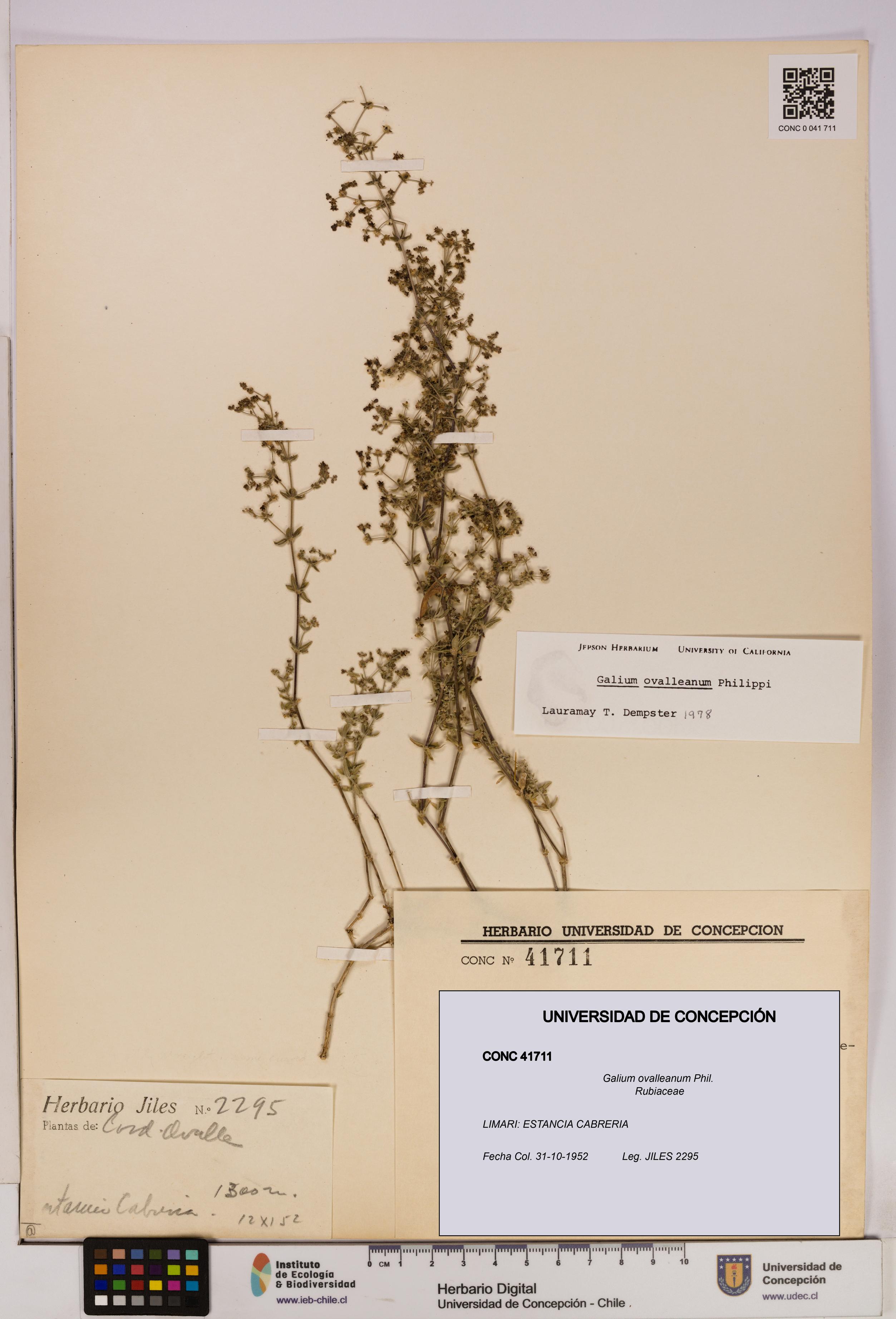 Galium ovalleanum [Espécimen: UDEC:CONC:0041711]