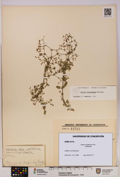 Galium ovalleanum [Espécimen: UDEC:CONC:0041712]