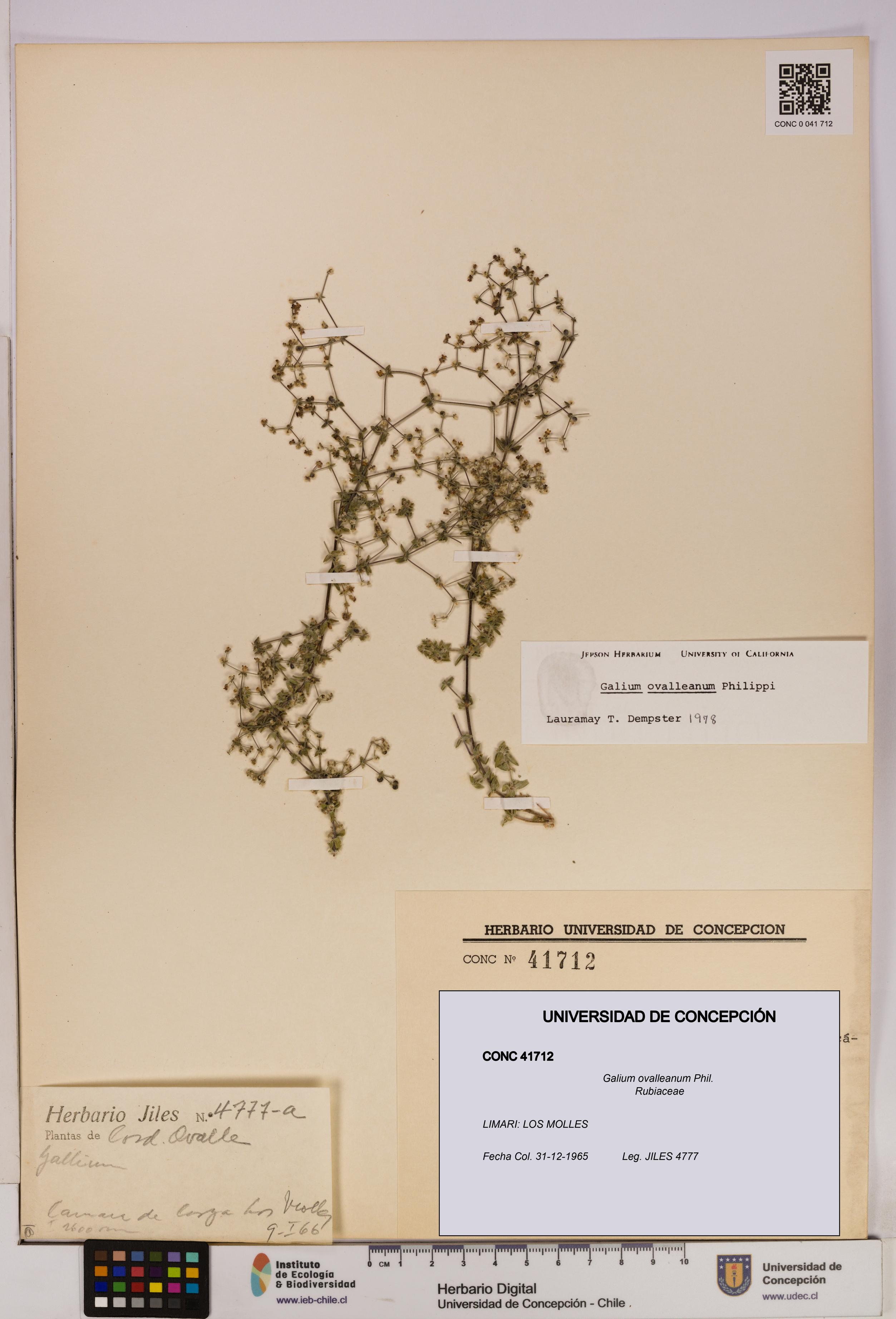 Galium ovalleanum [Espécimen: UDEC:CONC:0041712]