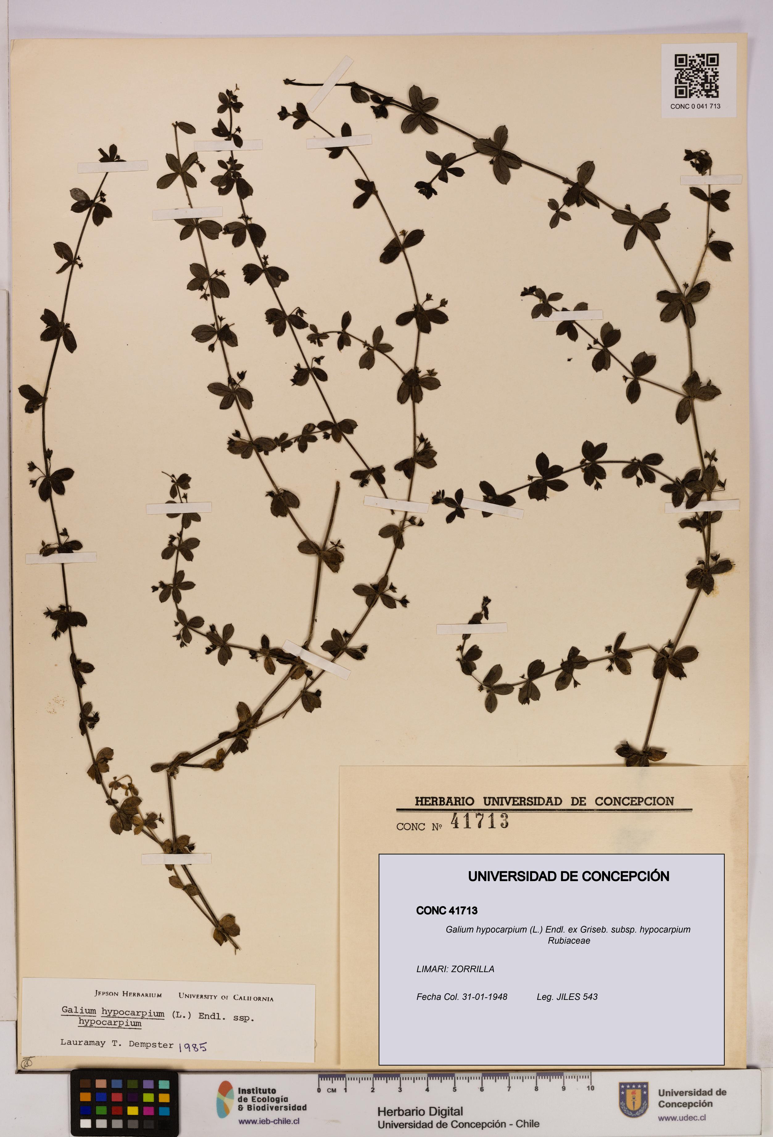 Galium hypocarpium subsp. hypocarpium [Espécimen: UDEC:CONC:0041713]