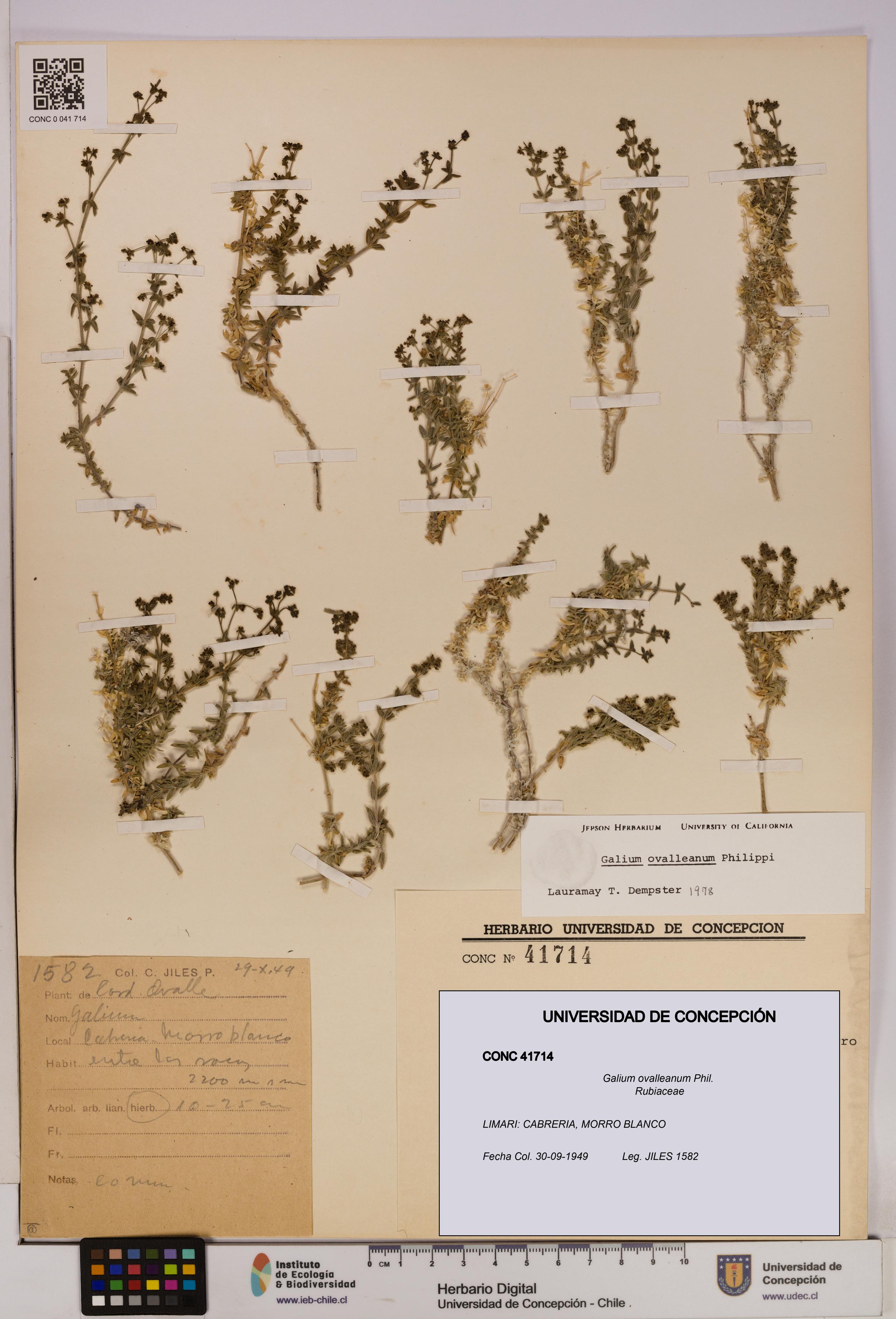 Galium ovalleanum [Espécimen: UDEC:CONC:0041714]