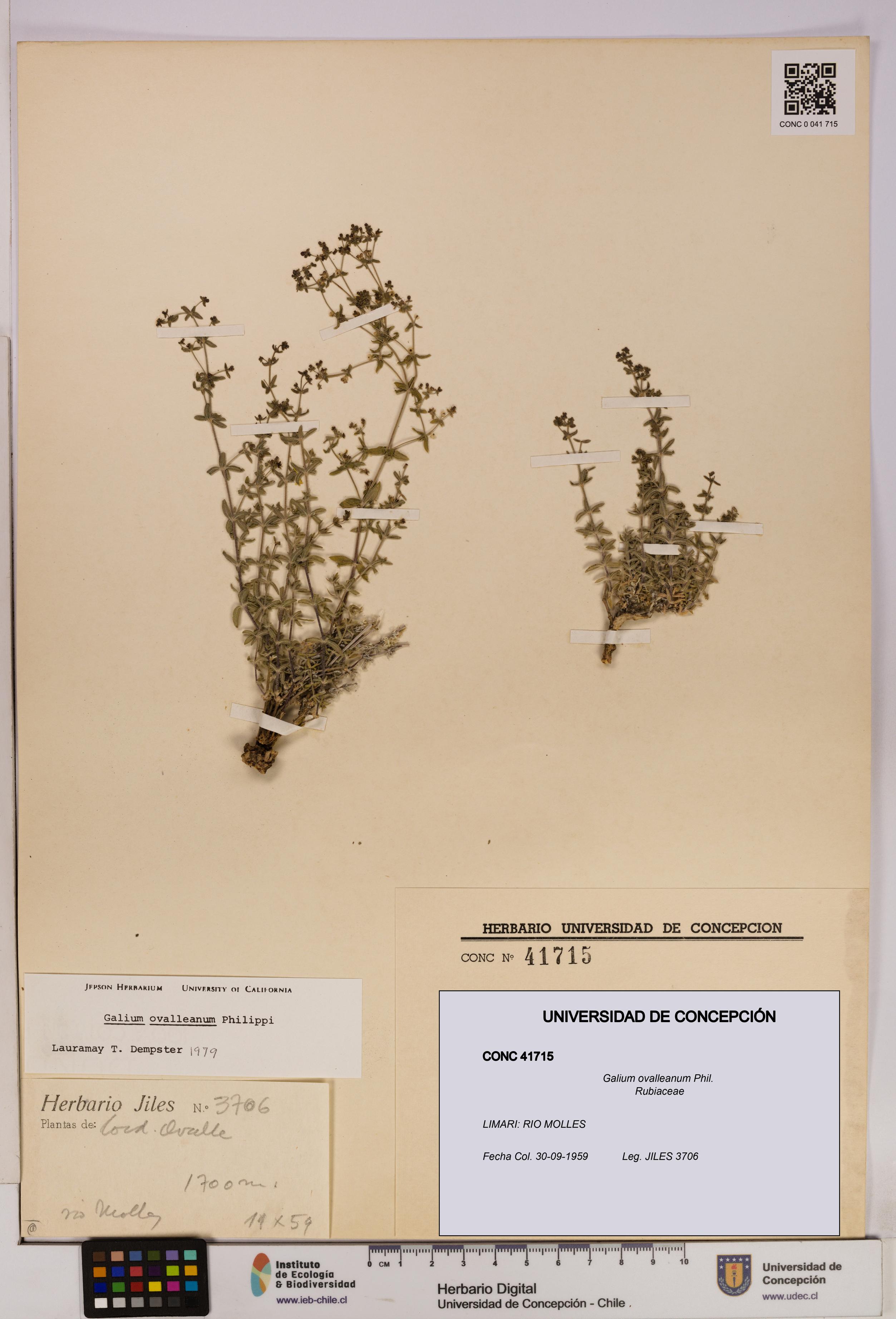 Galium ovalleanum [Espécimen: UDEC:CONC:0041715]