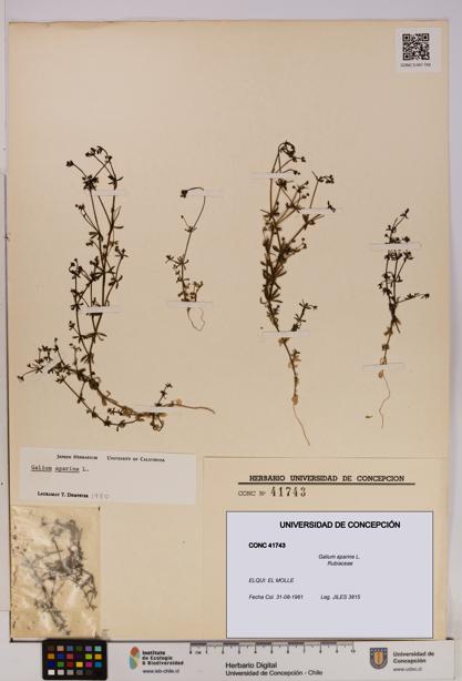 Galium aparine [Espécimen: UDEC:CONC:0041743]