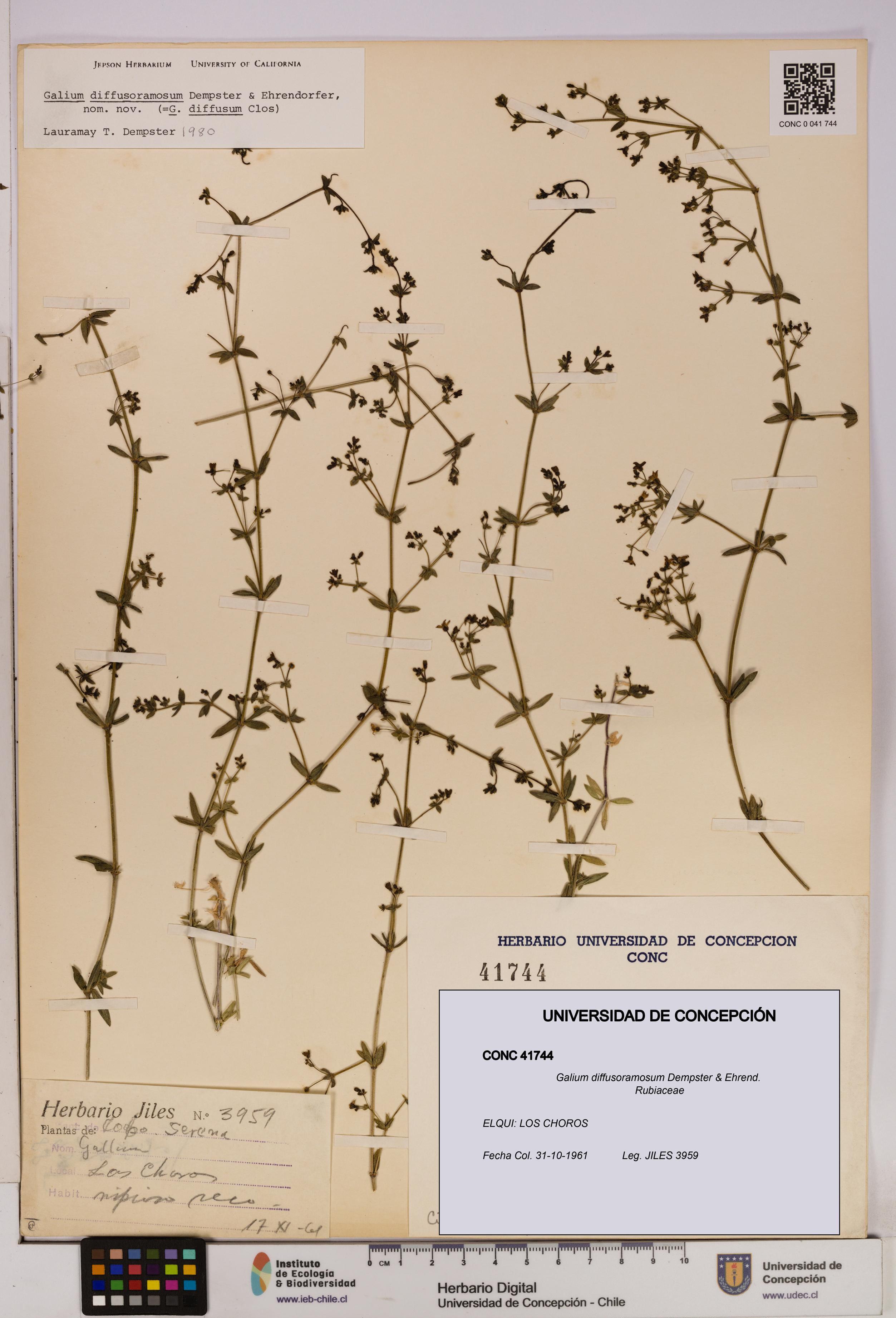 Galium diffusoramosum [Espécimen: UDEC:CONC:0041744]