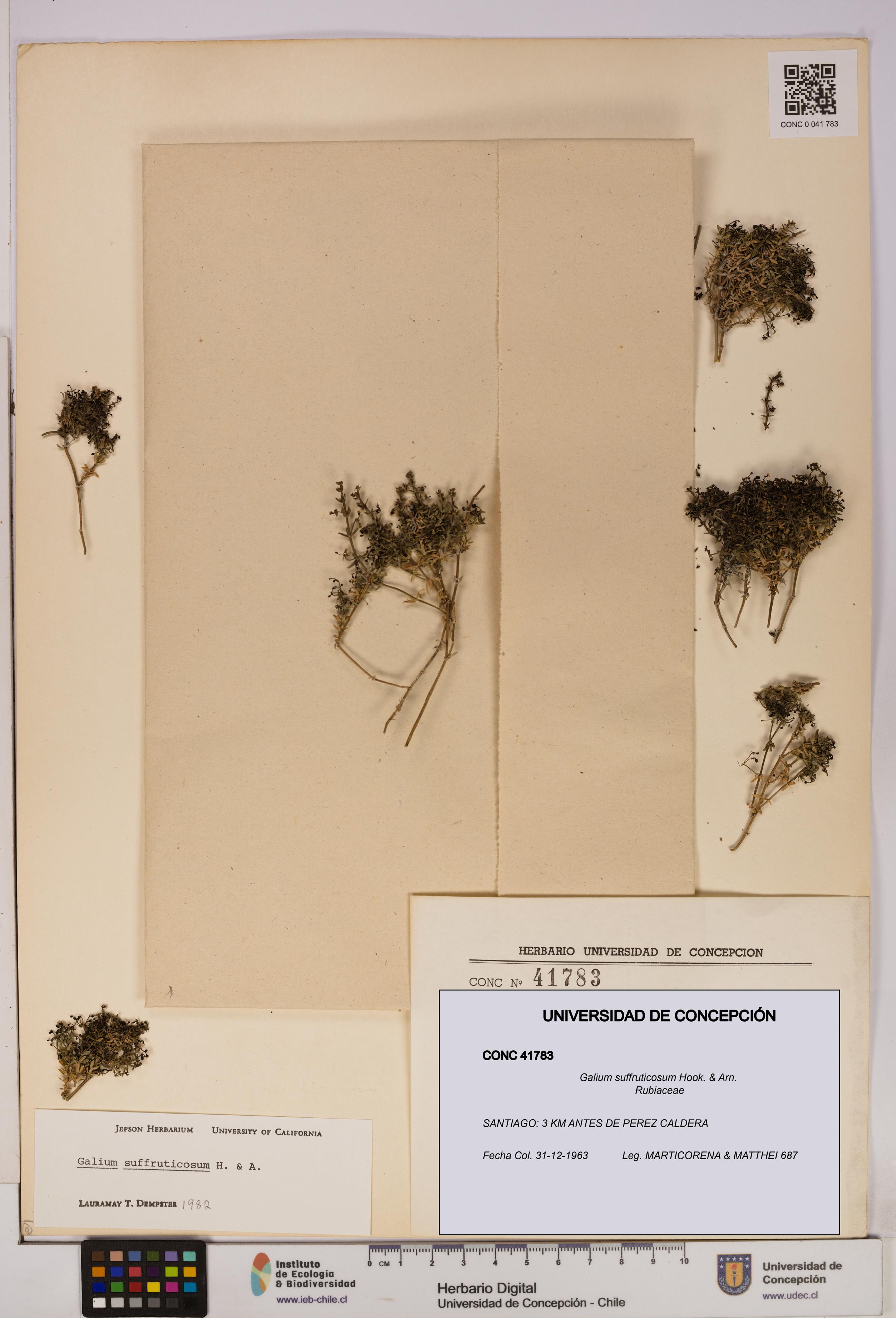 Galium suffruticosum [Espécimen: UDEC:CONC:0041783]