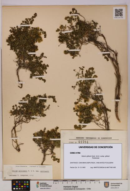 Galium gilliesii [Espécimen: UDEC:CONC:0041784]