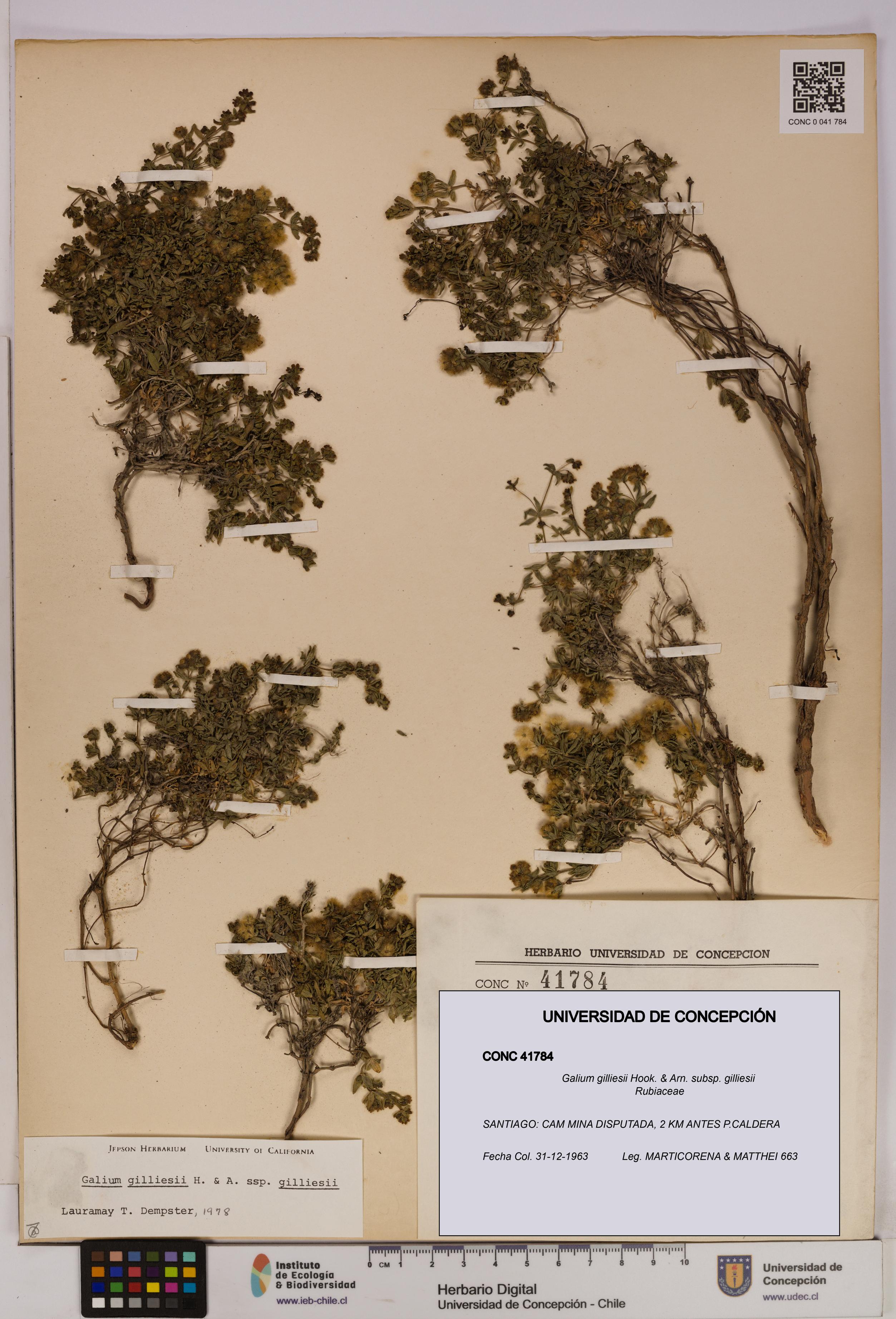 Galium gilliesii [Espécimen: UDEC:CONC:0041784]