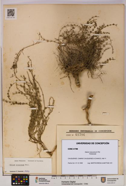 Galium araucanum [Espécimen: UDEC:CONC:0041786]