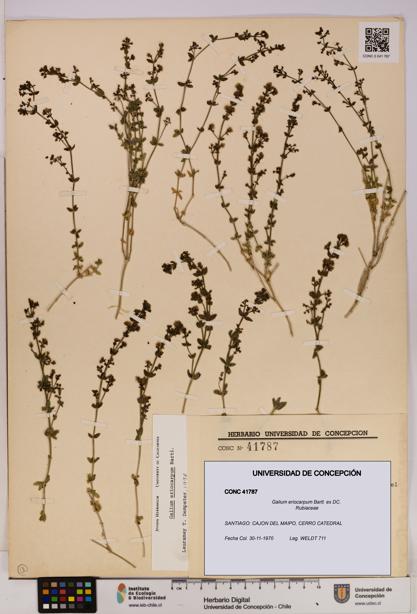 Galium eriocarpum [Espécimen: UDEC:CONC:0041787]