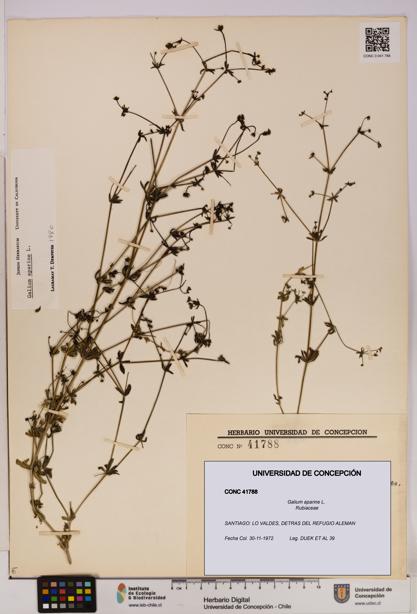 Galium aparine [Espécimen: UDEC:CONC:0041788]