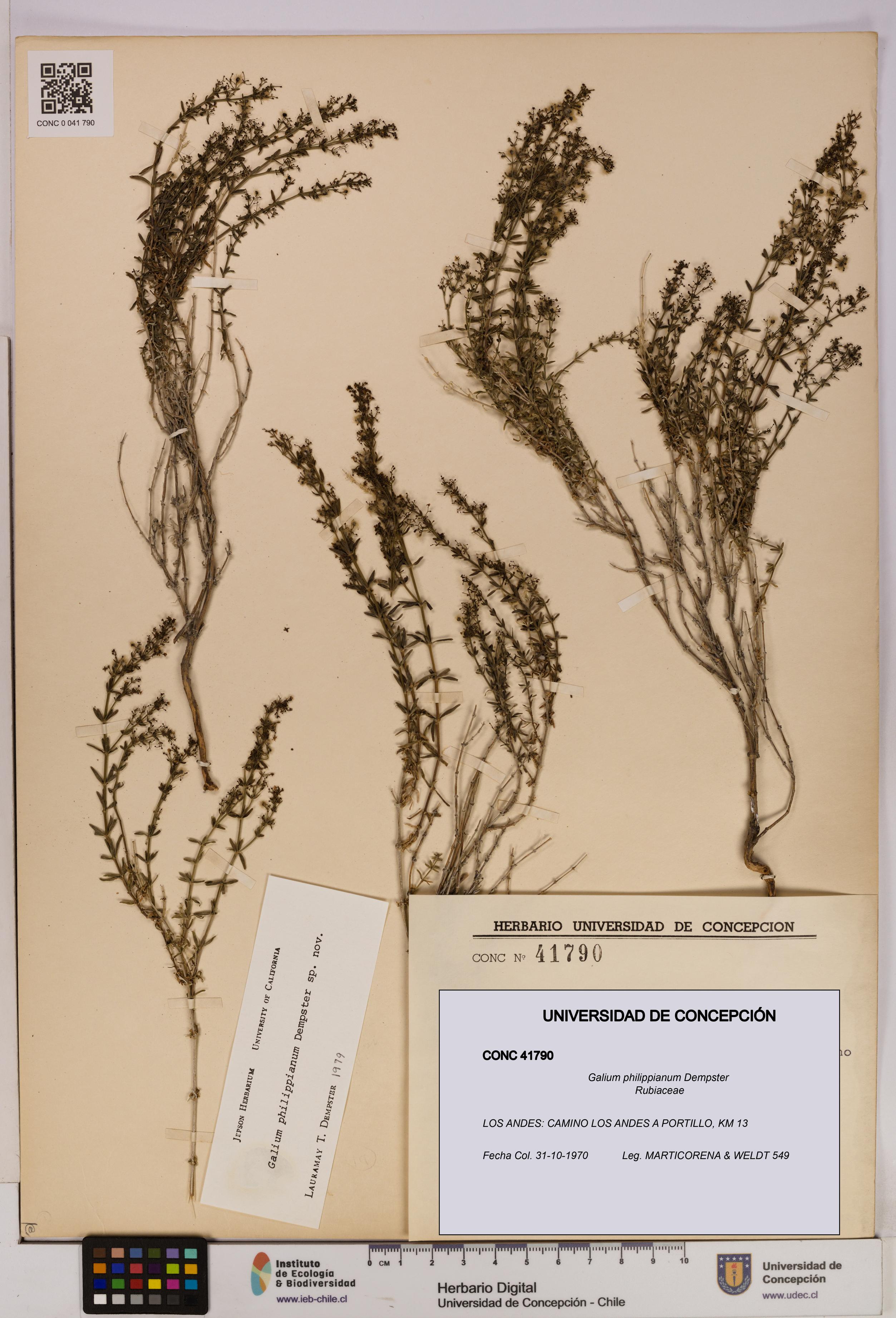 Galium philippianum [Espécimen: UDEC:CONC:0041790]