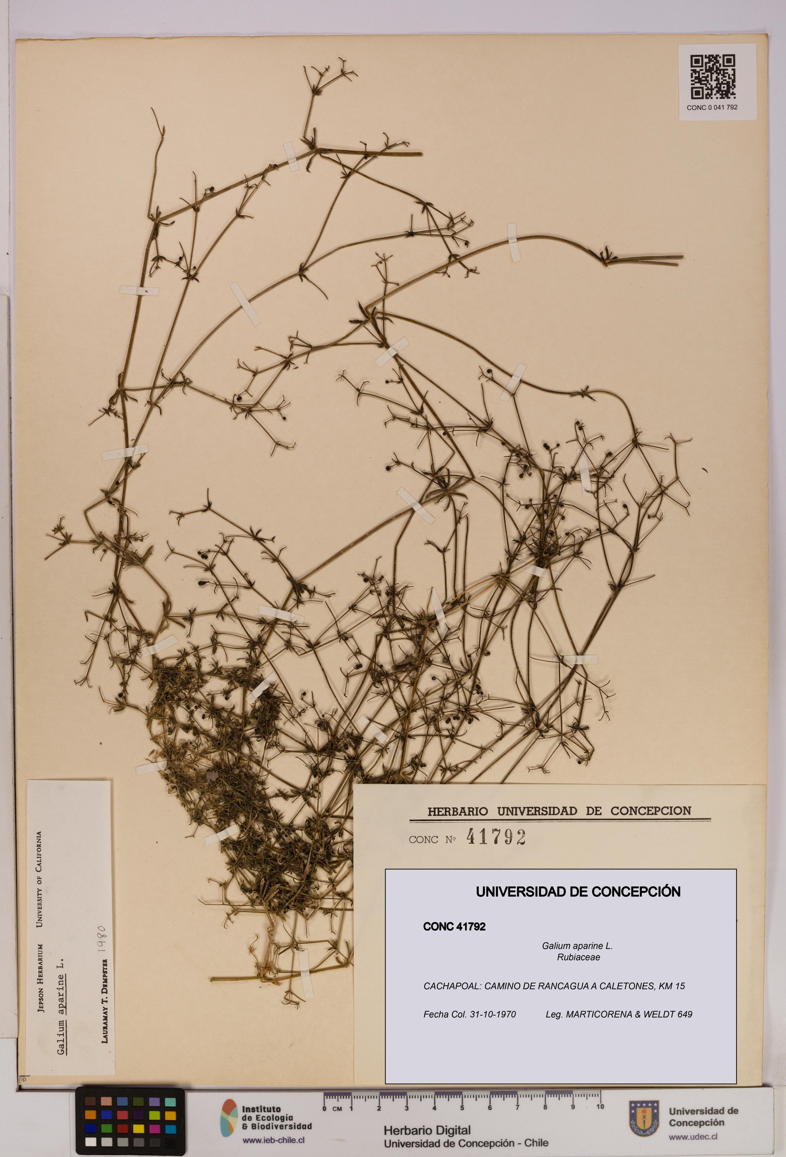 Galium aparine [Espécimen: UDEC:CONC:0041792]