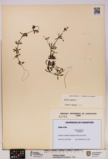 Galium aparine [Espécimen: UDEC:CONC:0041793]