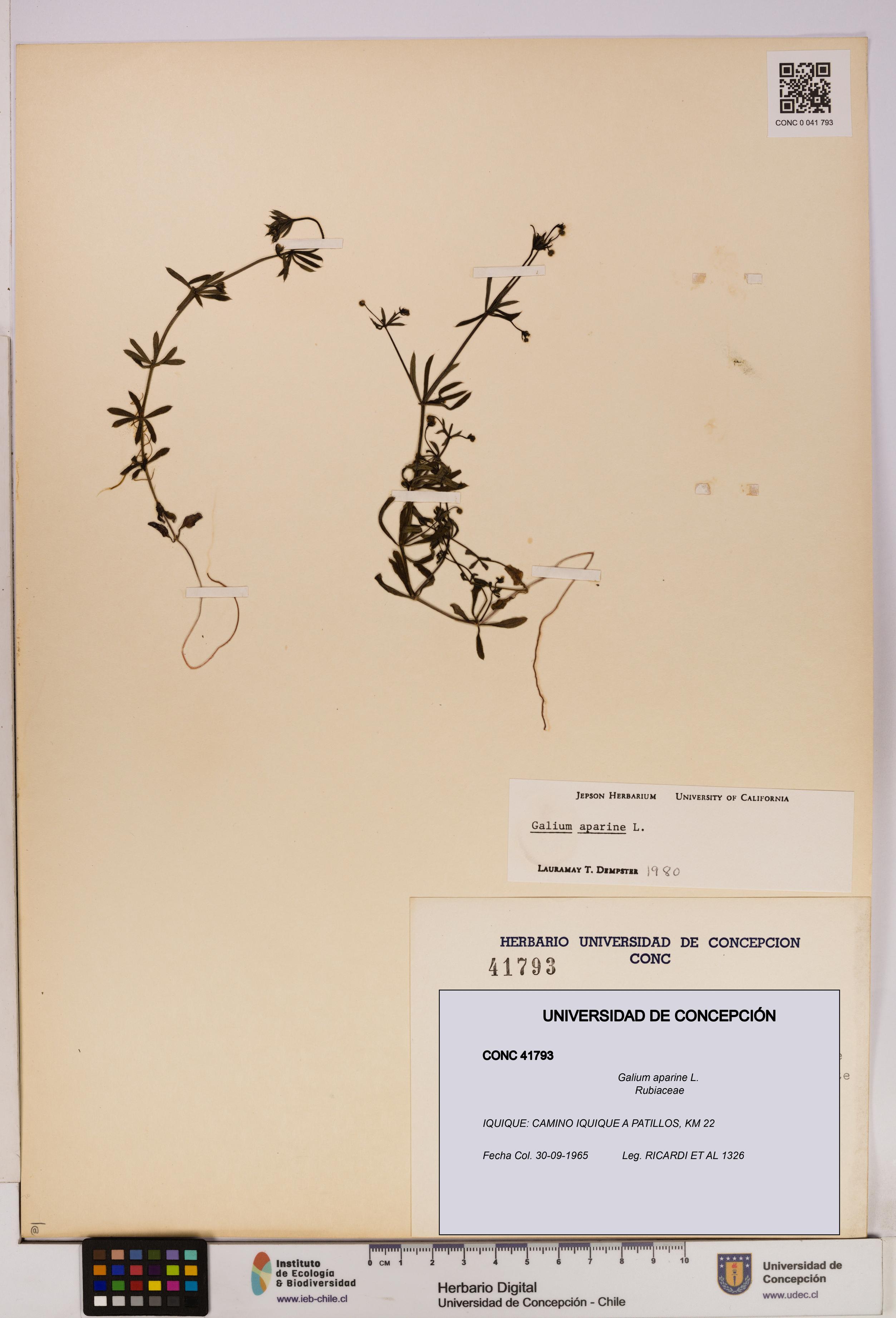 Galium aparine [Espécimen: UDEC:CONC:0041793]