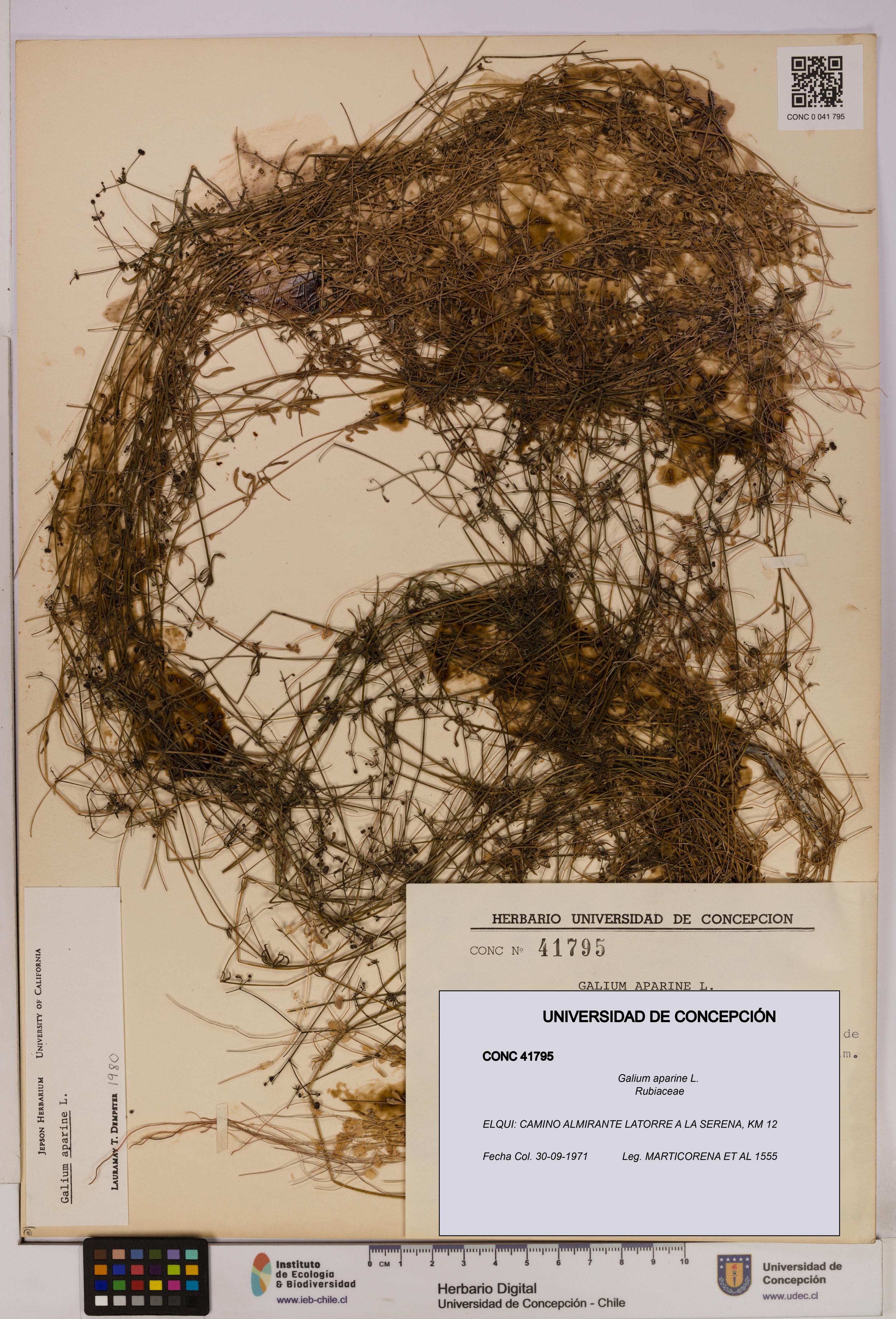 Galium aparine [Espécimen: UDEC:CONC:0041795]