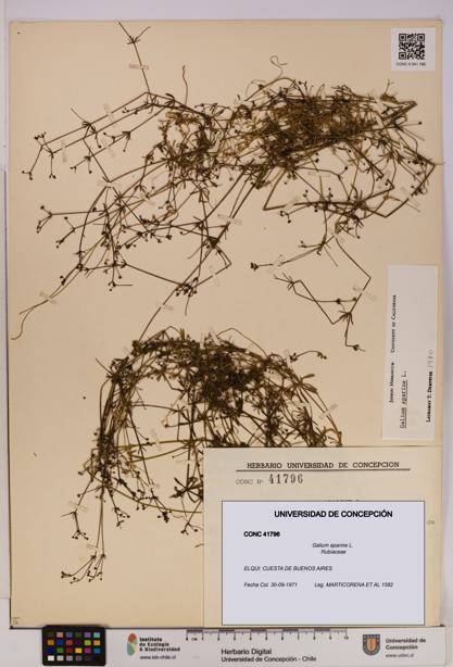 Galium aparine [Espécimen: UDEC:CONC:0041796]