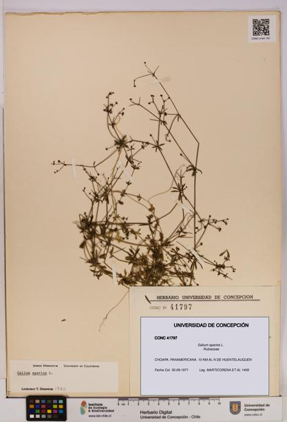 Galium aparine [Espécimen: UDEC:CONC:0041797]