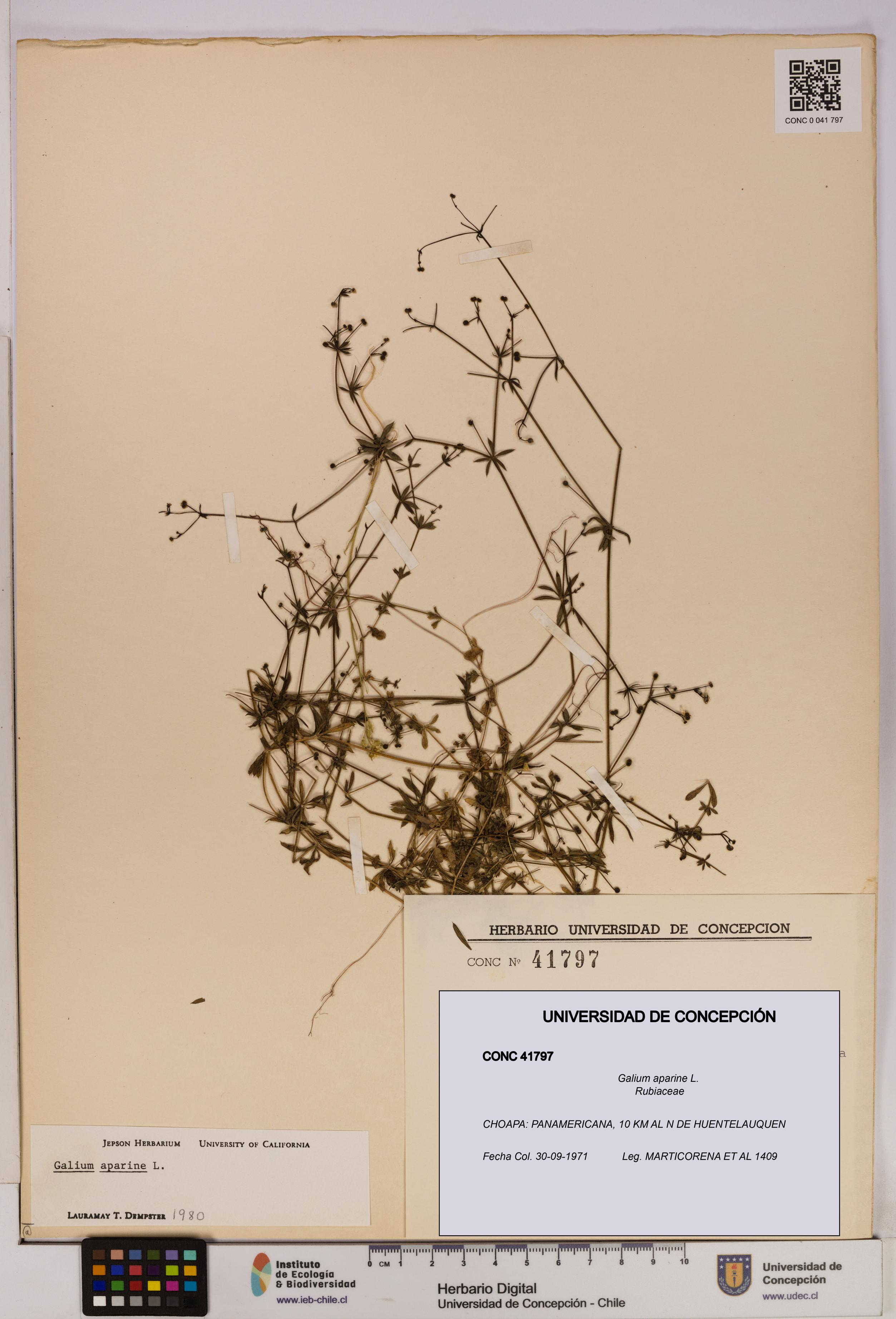 Galium aparine [Espécimen: UDEC:CONC:0041797]