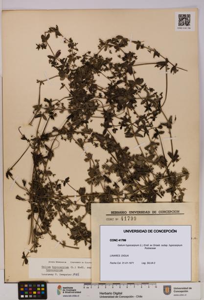 Galium hypocarpium subsp. hypocarpium [Espécimen: UDEC:CONC:0041799]