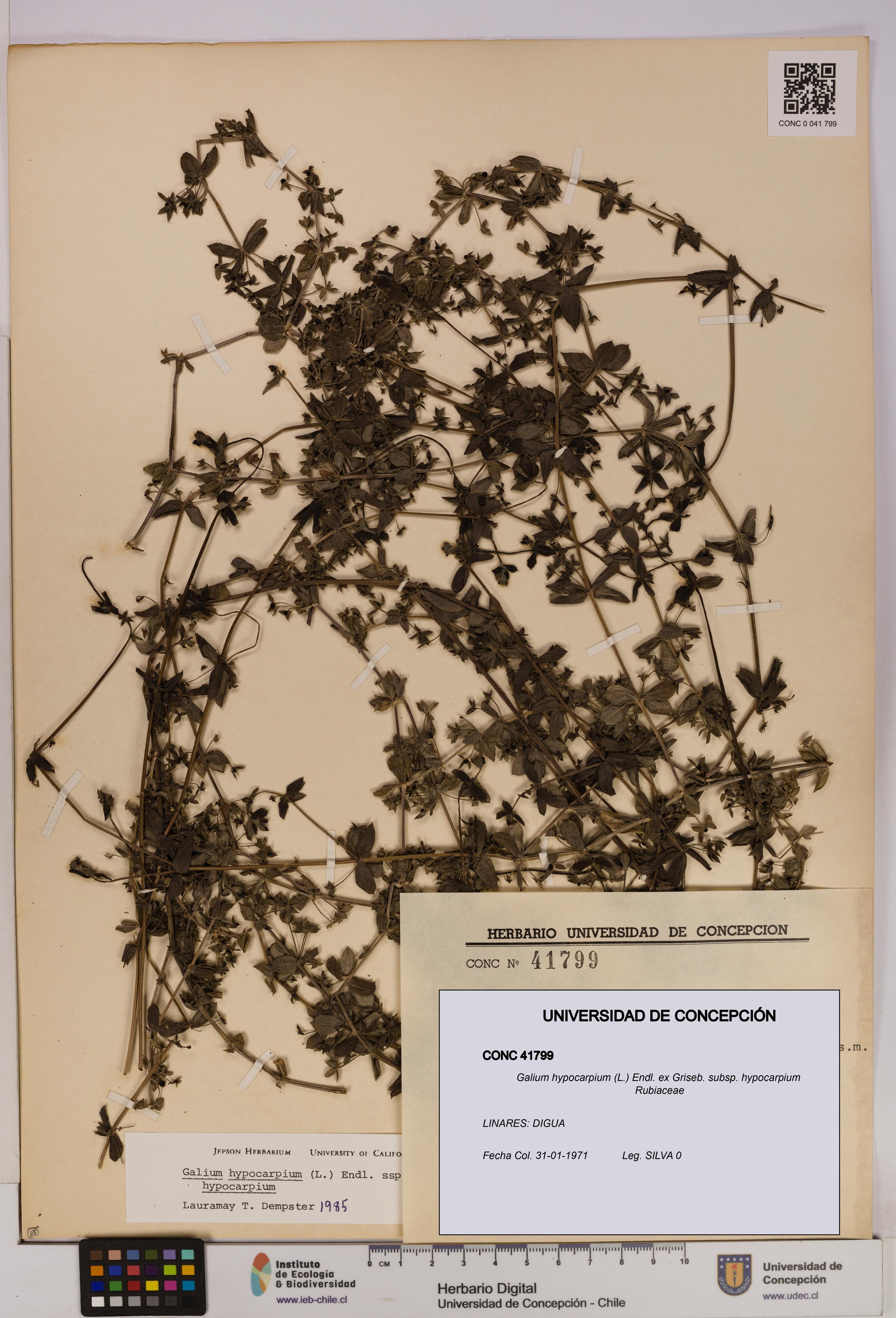 Galium hypocarpium subsp. hypocarpium [Espécimen: UDEC:CONC:0041799]