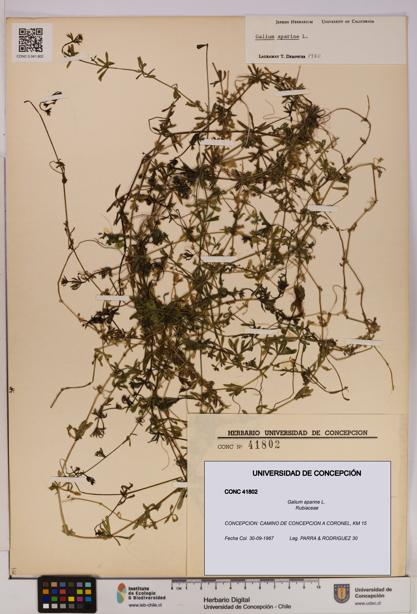 Galium aparine [Espécimen: UDEC:CONC:0041802]