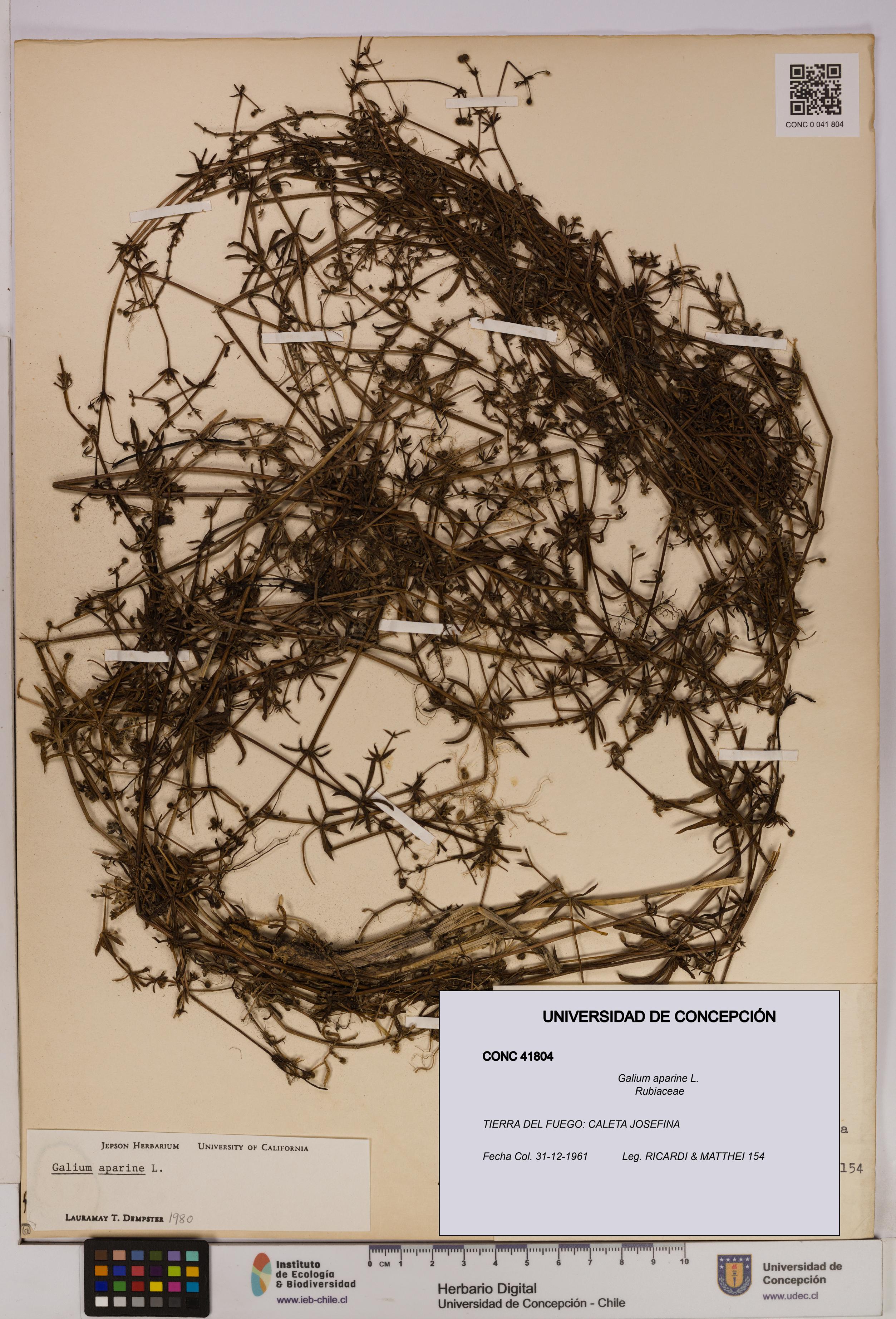 Galium aparine [Espécimen: UDEC:CONC:0041804]