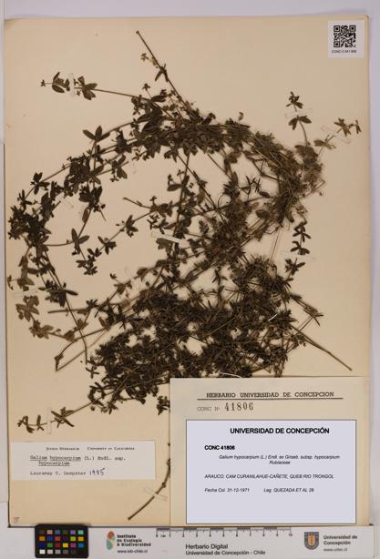 Galium hypocarpium subsp. hypocarpium [Espécimen: UDEC:CONC:0041806]