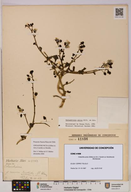 Cistanthe picta [Espécimen: UDEC:CONC:0041836]