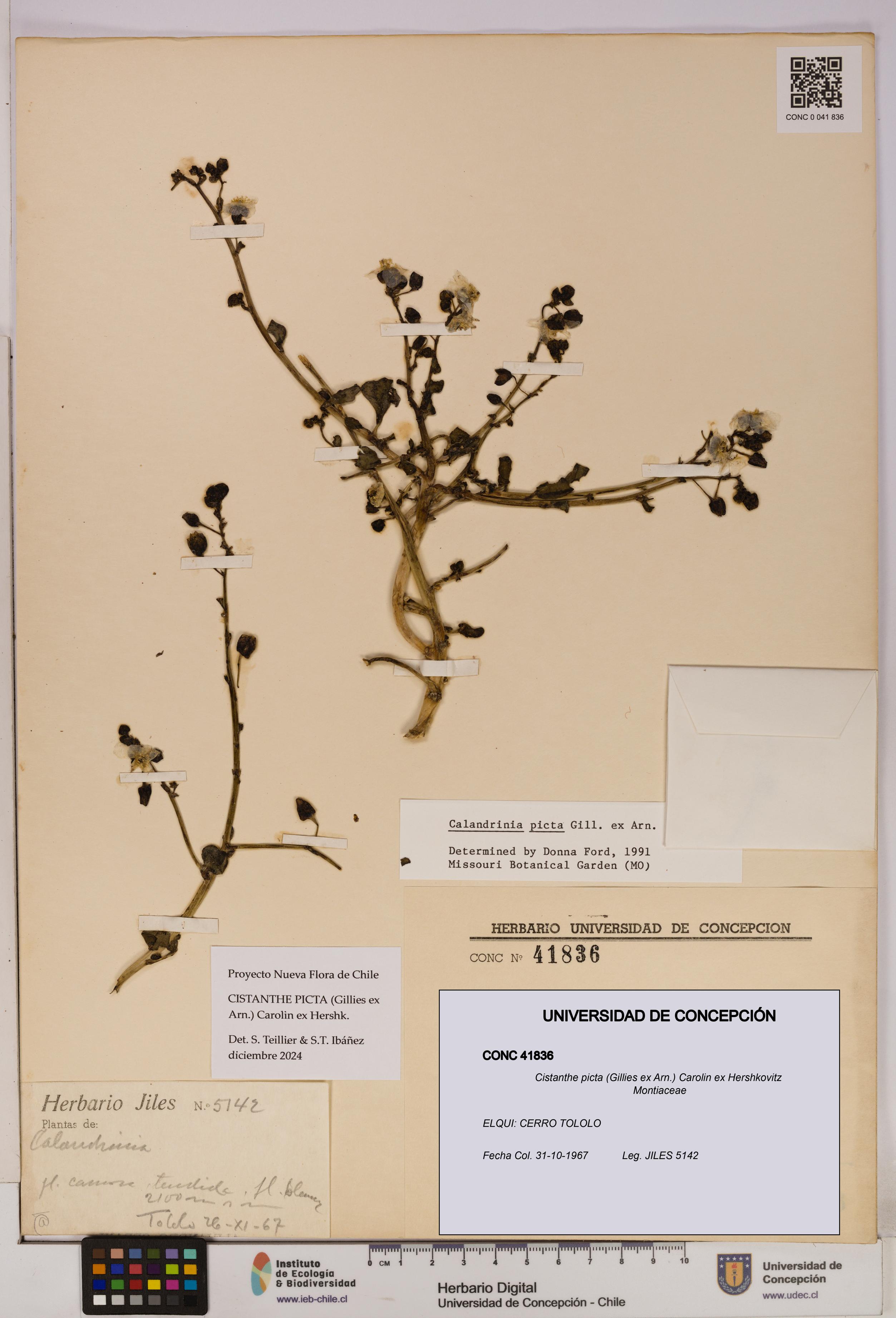 Cistanthe picta [Espécimen: UDEC:CONC:0041836]