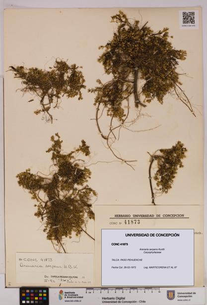 Arenaria serpens [Espécimen: UDEC:CONC:0041873]